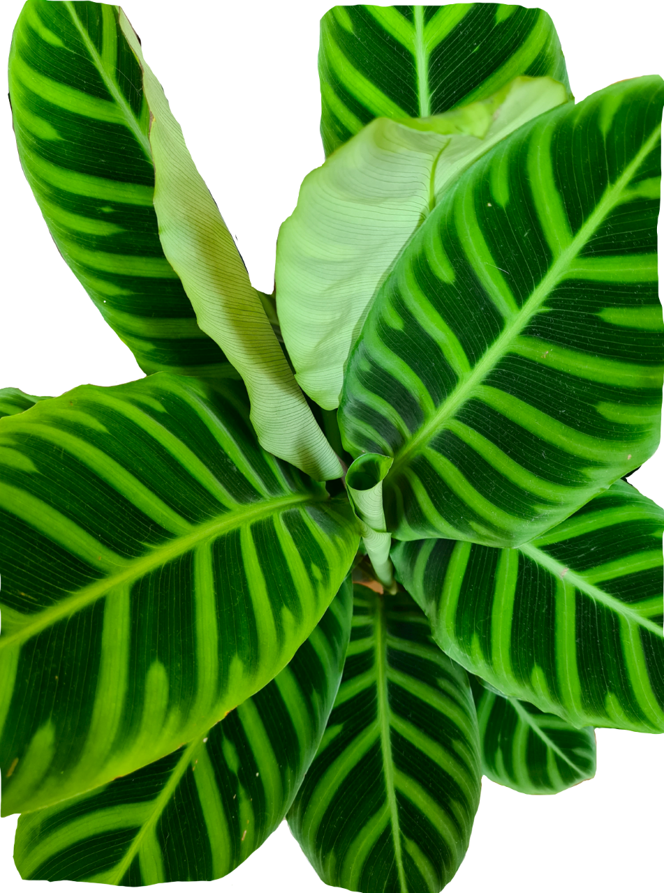 gröna blad kalathea