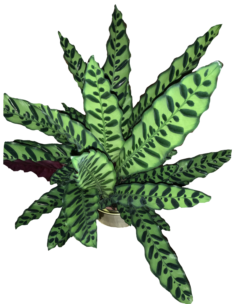 marmorblad kalathea gröna blad med mönster